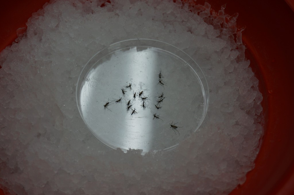 Mosquito platter, served chilled. Mosquitoes become inert at low temperatures.